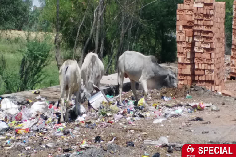 lockdown disrupts food for animals