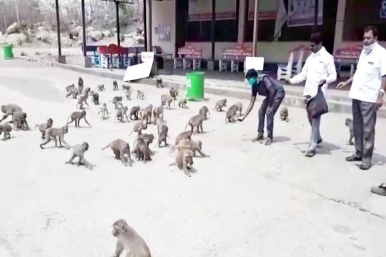 food distribution to monkeys at kondagattu anjaneya swamy temple