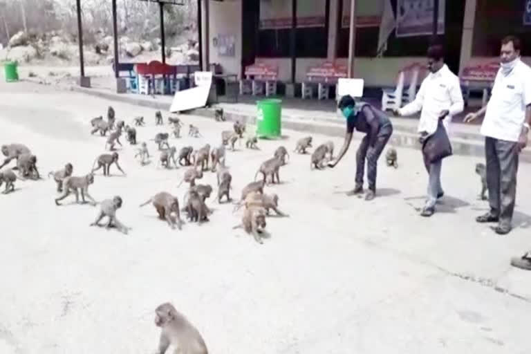 food-distribution-to-monkeys-at-kondagattu-anjaneya-swamy-temple