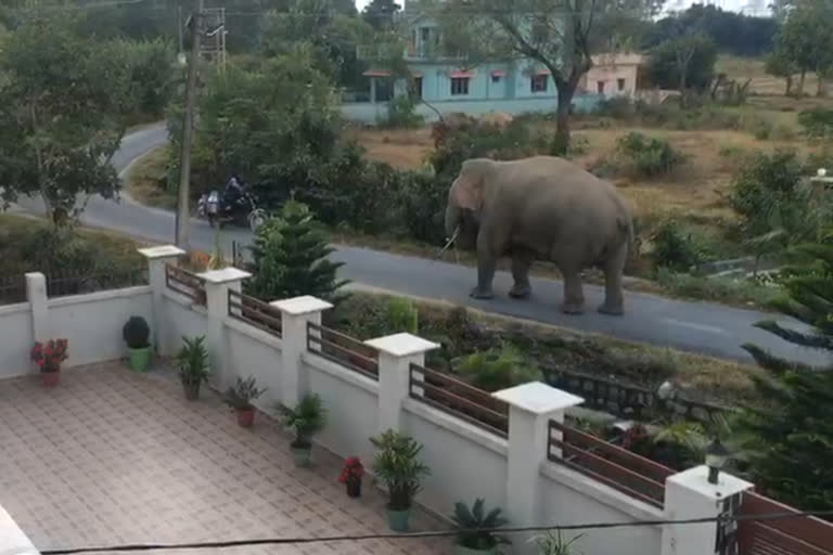 elephant walking