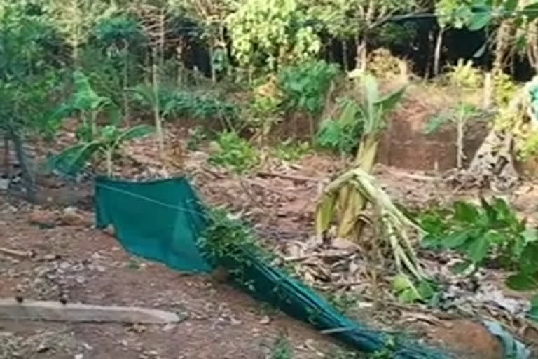 elephant attack  banana farm  കാട്ടാന ആക്രമണം  മലപ്പുറം കൃഷിനാശം  നിലമ്പൂര്‍ കൃഷിനാശം  അകമ്പാടം വനം വകുപ്പ്