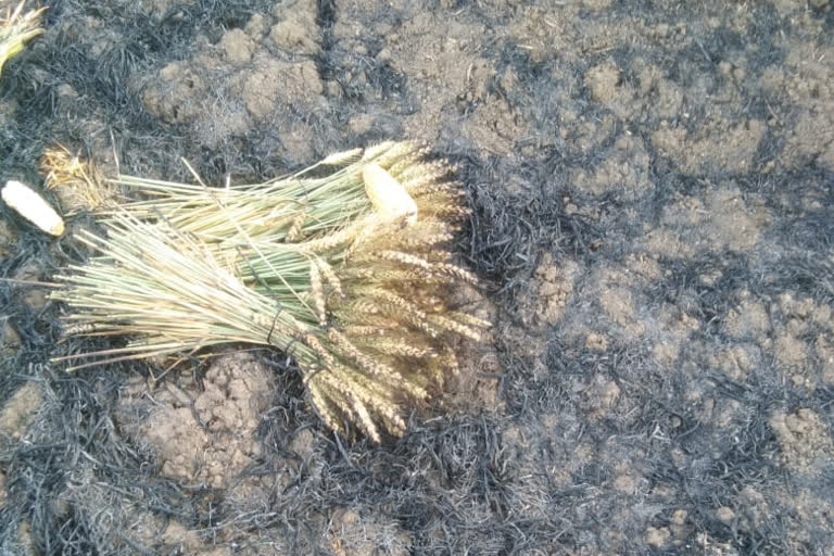 15 acres of wheat crop burnt to ashes