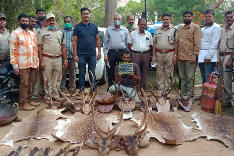 Deer Meat Sales: One Arrest, Four Parasites