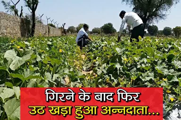 किसानों की बढ़ी परेशानी, जयपुर की खबर, जयपुर में खेती, jaipur farming news, jaipur farmers bad condition, अन्नदाताओं का बुरा हाल