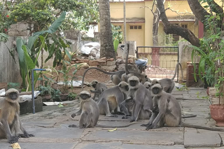 ಕೋತಿಗಳಿಗೆ ಆಹಾರ  ನೀಡಿದ ಹೊಸಯಲ್ಲಾಪೂರದ ಯಲ್ಲಪ್ಪಾ