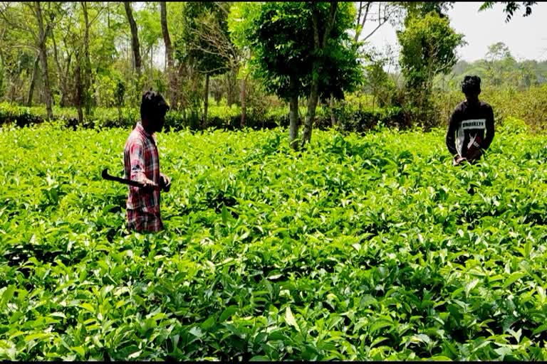 Teok tea garden workers reaction