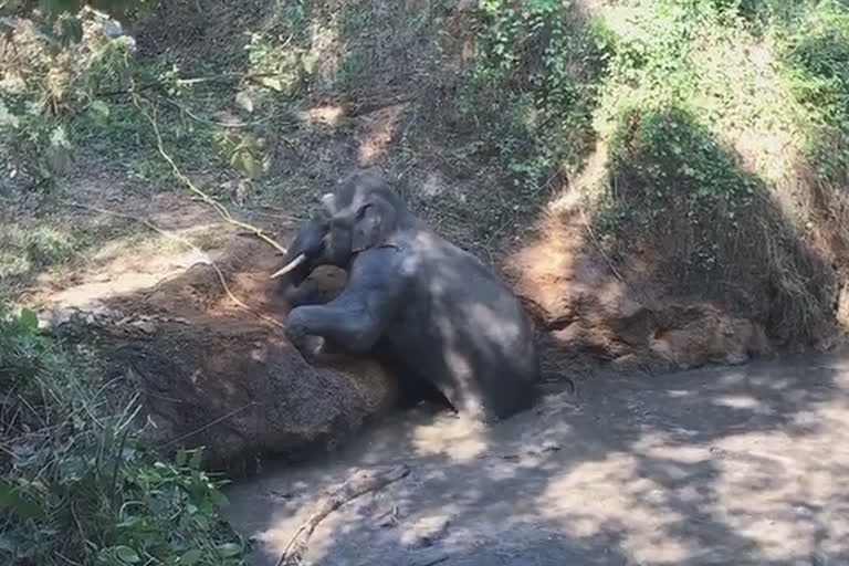 Two wild elephants rescued in Kerala