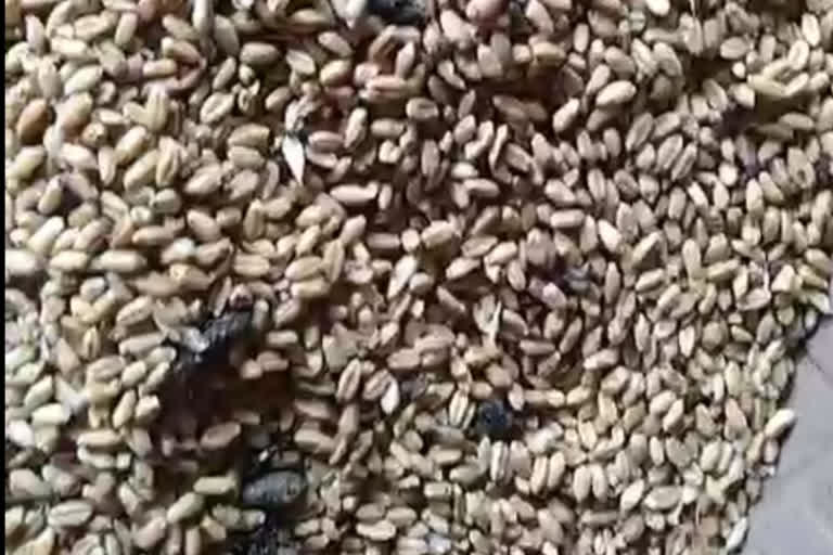 Worm in ration wheat