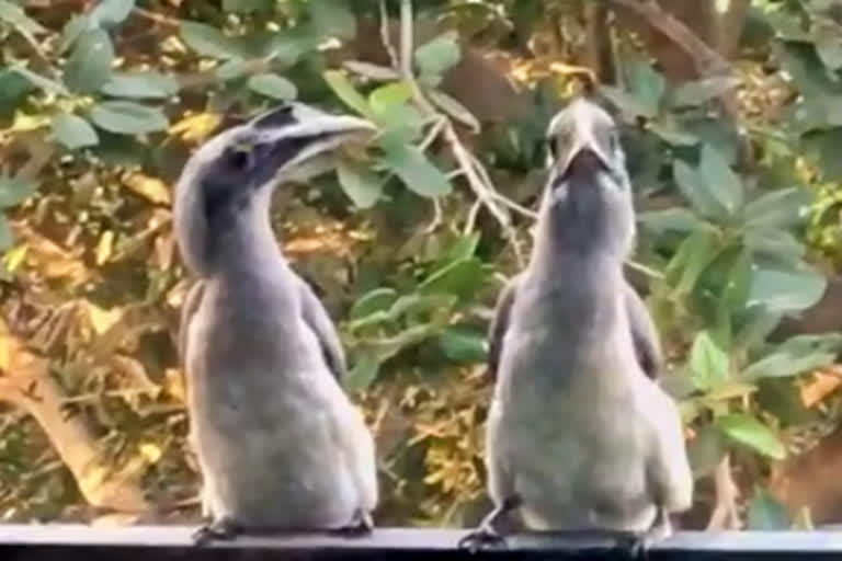 gray-hornbill-seen-in-mumbai