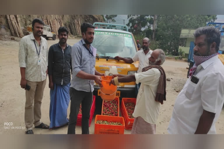 To provide relief to farmers, Horticorp has started procurement of Strawberry  കര്‍ഷകര്‍ക്ക് ആശ്വാസം പകർന്ന് ഹോര്‍ട്ടികോര്‍പ്പ് സ്‌ട്രോബറി സംഭരണം ആരംഭിച്ചു