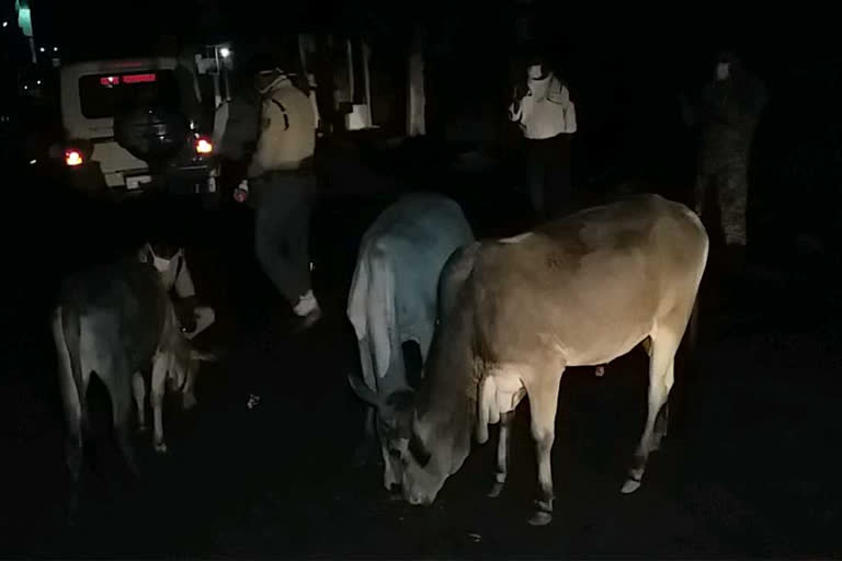 mahismati riders group is feeding food to the cattles roaming on the road of mandla