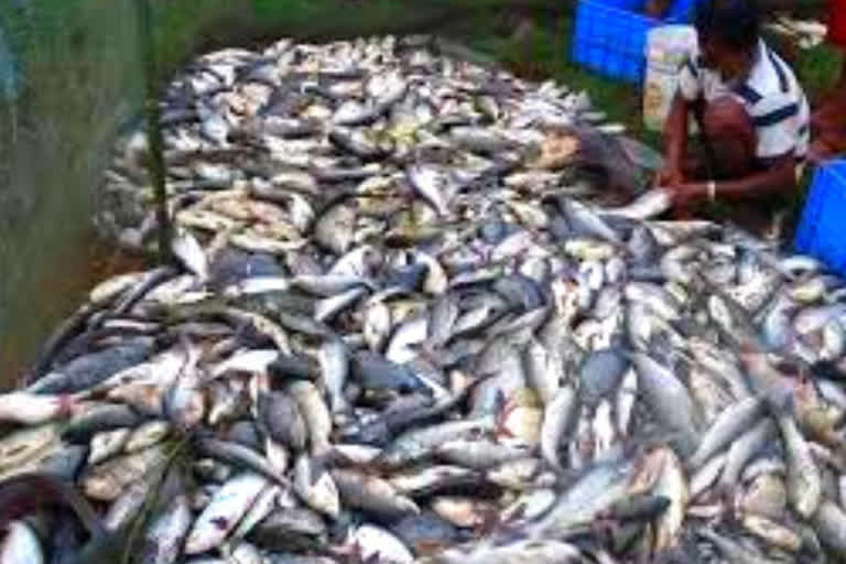 Goa  lockdown  fish sale in Goa  coronavirus  கோவாவில் மீன் விற்பனை மீண்டும் தொடக்கம்  கோவா மீன்கள் விற்பனை  கோவா மீன் ஏற்றுமதி  Banned since lockdown, fish sale to begin in Goa toda