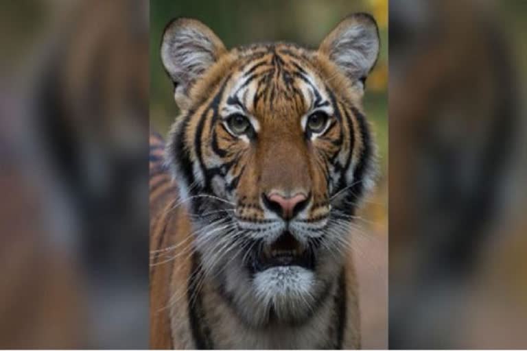 Bronx zoo tiger tests positive for coronavirus