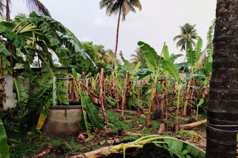 WIND  DAMAGE  PUDUKAD THRISSUR  വ്യാപക നാശനഷ്ടം  വ്യാപക കൃഷിനാശം  വൈദ്യുതി പോസ്റ്റുകൾ  ഷാമിയാന ടെൻ്റ