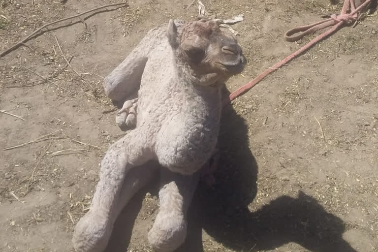 Camel brought from Bikaner gave birth to child in nahan, बीकानेर से लाई ऊंटनी ने दिया बच्चे को जन्म