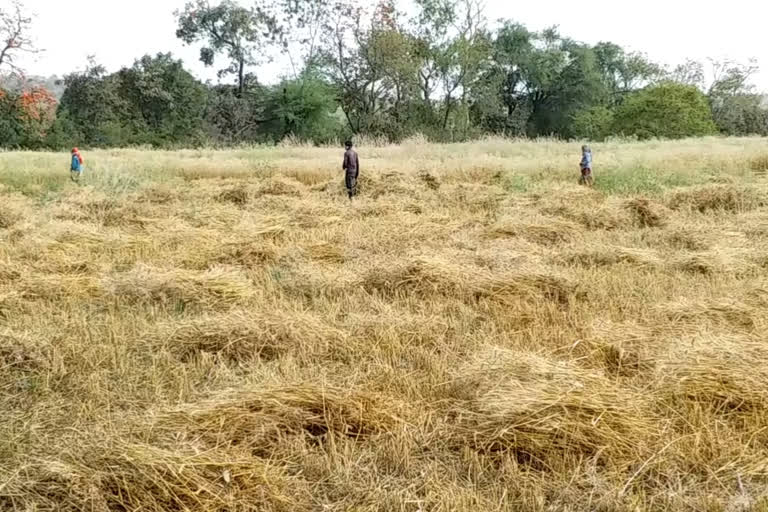 Farmers are not getting to harvest standing crops of farmers