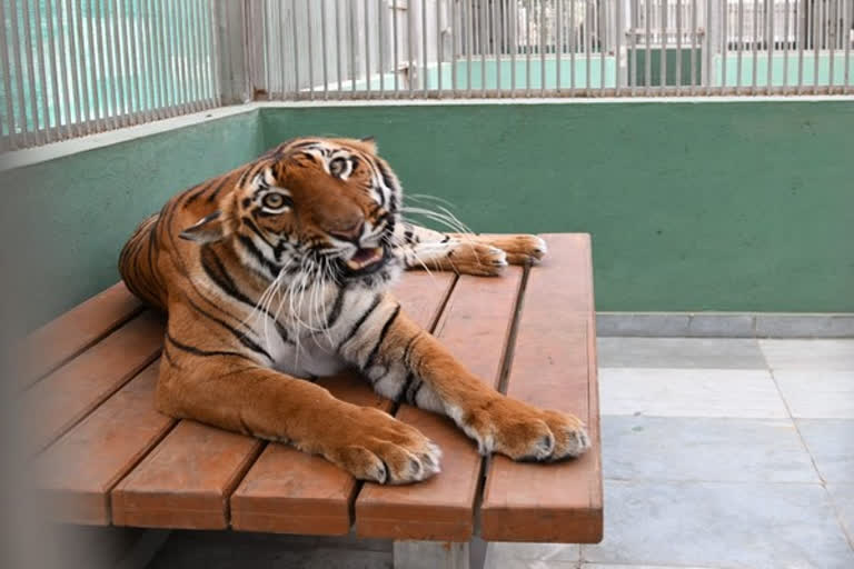 COVID-19: Zoos across India ordered to monitor animals at all times  കാഴ്ചബംഗ്ലാവുകളില്‍ അതീവ ജാഗ്രതാ നിര്‍ദേശം  COVID-19