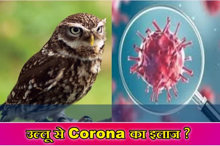 जयपुर न्यू्ज  राजस्थान न्यूज  Corona treatment