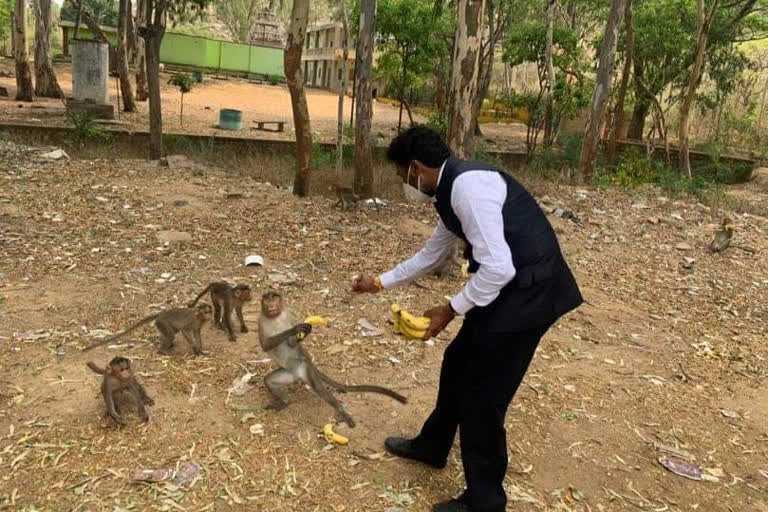 MP S. Muniswamy  distribution food to monkey