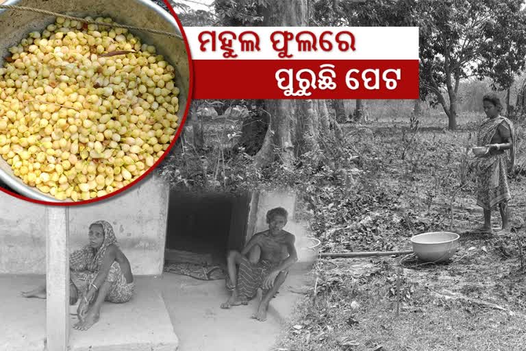 Lockdown effect: People from the Khadia community live by eating mahua flowers