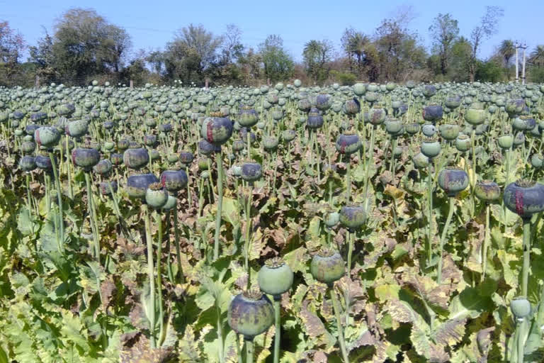 चितौड़गढ़ की  खबर, opium crop