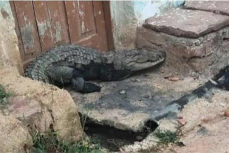 crocodile in pendari village