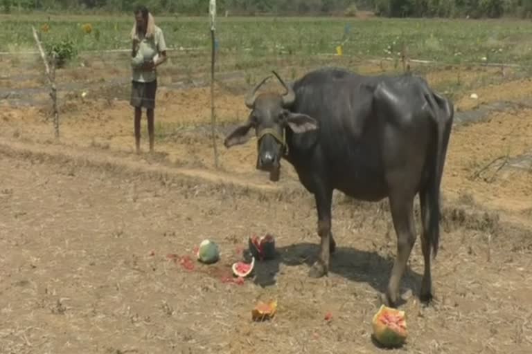 Sindhudurg