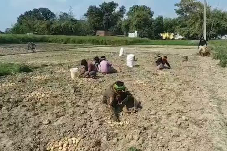 farmers can do the farming of moong dal