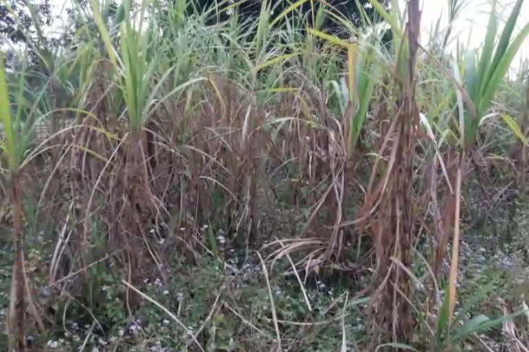 sugercane cultivators in trouble in teok