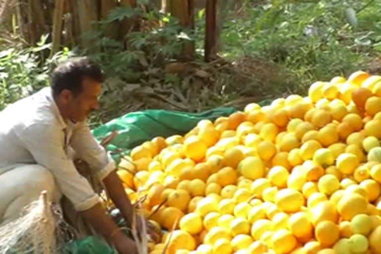 vazhakkad farmers  farmers crisis  കണിവെള്ളരി കർഷകർ  കണിവെള്ളരി കയറ്റുമതി  വാഴക്കാട് കണിവെള്ളരി  തത്തൻങ്ങോട് കൃഷി  മപ്രത്ത് കണിവെള്ളരി