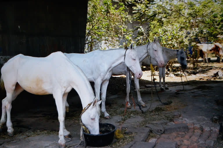 Kolkata mounted police served food for hungry horse