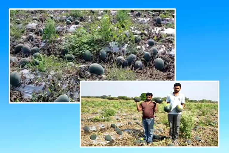 Latur farmer faces loss of 8 lakh rupees due to coronavirus lockdown