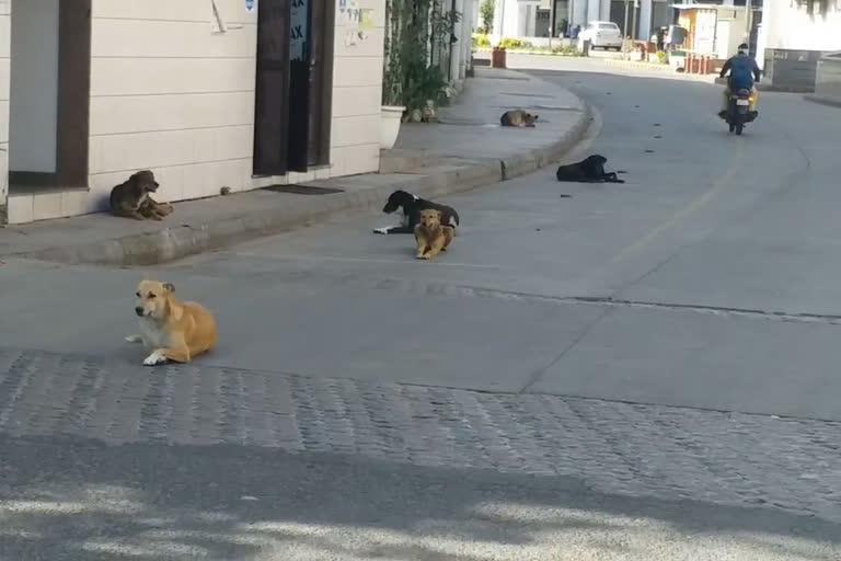 Stray dogs in CP during lockdown