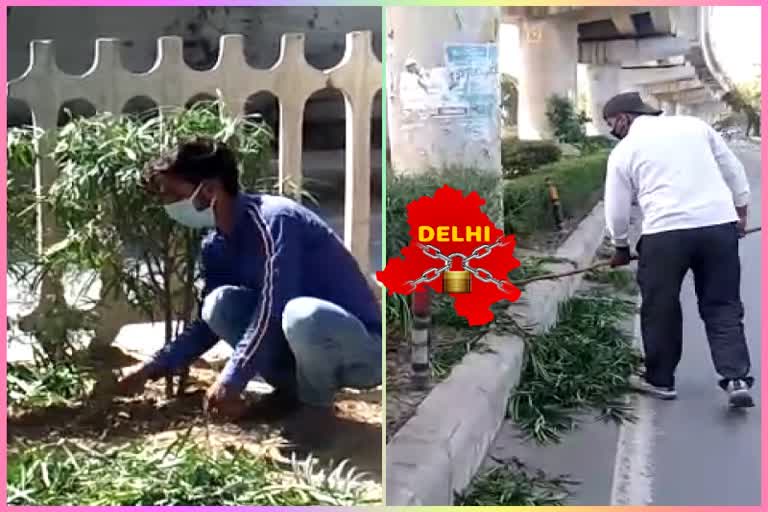 delhi mcd horticulture department working in lockdown