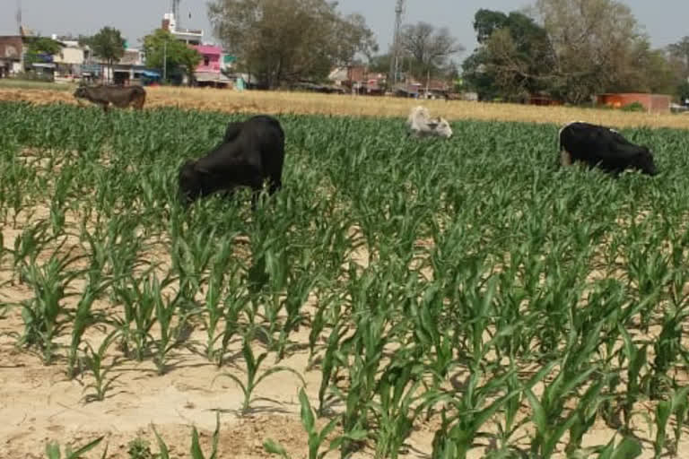 crops are being destroyed by stray cattles