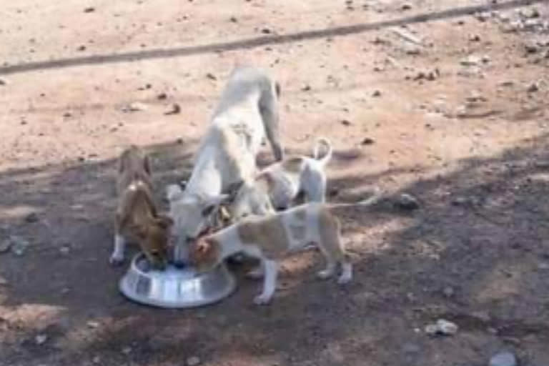 nagar palika providing food  to street animals in seoni