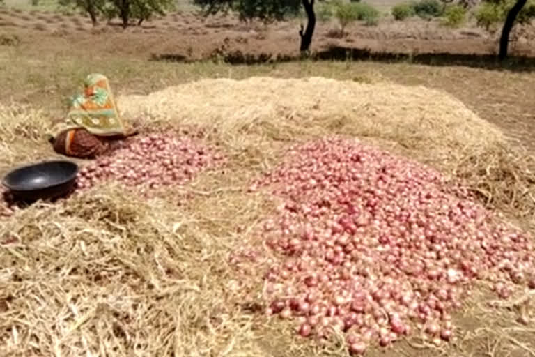 akola onion farmer