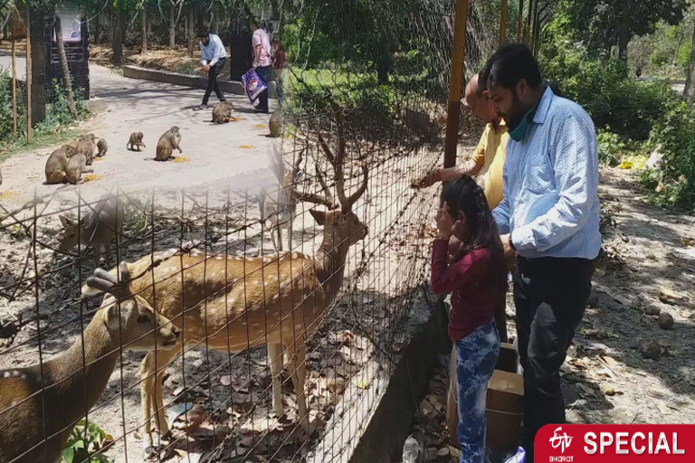 लॉकडाउन में बेजुबानों के लिए आगे आए कुछ समाजसेवी