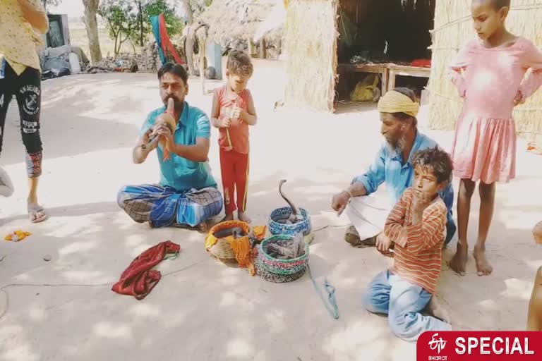 भूखे रहने को मजबूर हैं कई सपेरों के परिवार