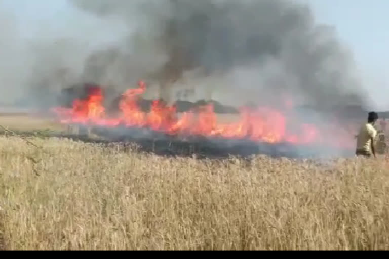 20 bigha of wheat crop destroyed due to fire in gopalganj