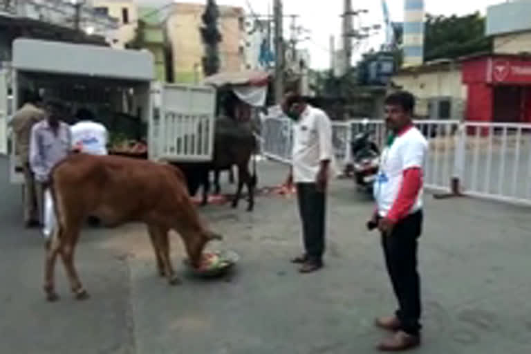 A charitable trust for cattle starving with watermelons