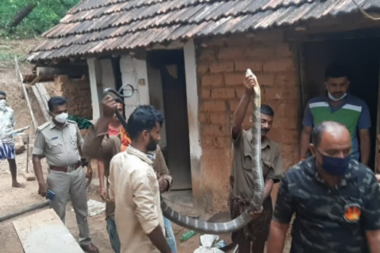 King cobra found in Bantra village: Protected and left the Bisley Forest