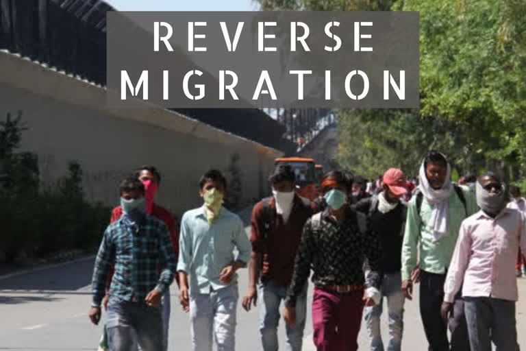 reverse-migration-5-lakh-workers-return-to-bundelkhand