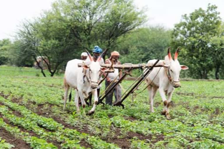 Agriculture Sector