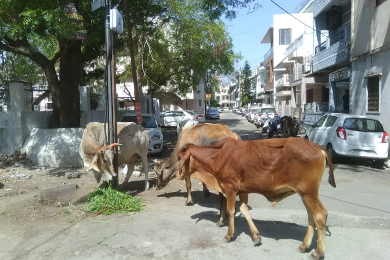 food provided to animals in ujjain