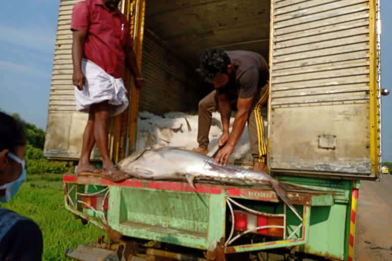 കൊച്ചി വൈപ്പിൻ തമിഴ്‌നാട് പഴകിയ മത്സ്യം ഭക്ഷ്യ സുരക്ഷാ വിഭാഗം ആരോഗ്യ വകുപ്പ് Kochi old fish Four thousand