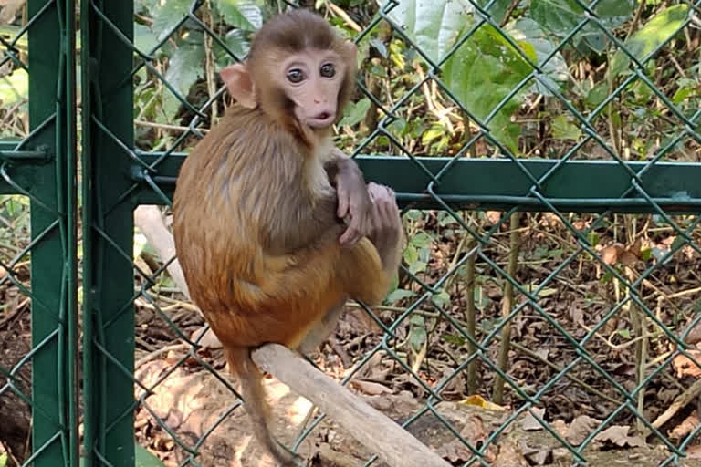 corona outbreak  COVID-19  Indian Veterinary Research Institute  Monkey deaths