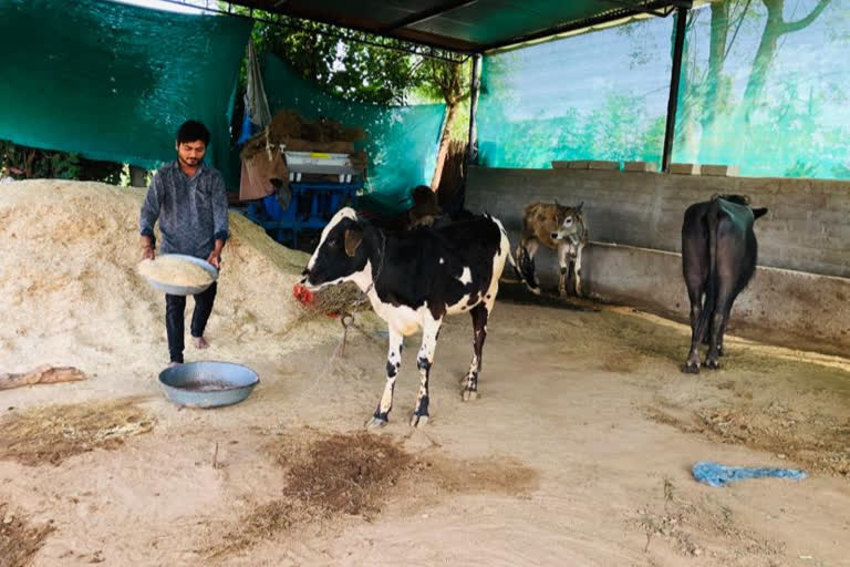 Significant increase in cattle mine in Banaskantha amid lockdown