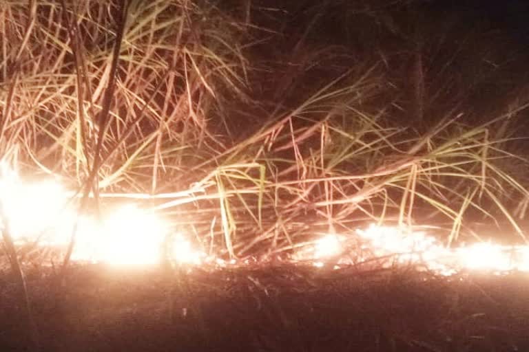 Fire in Sugarcane field lohardaga