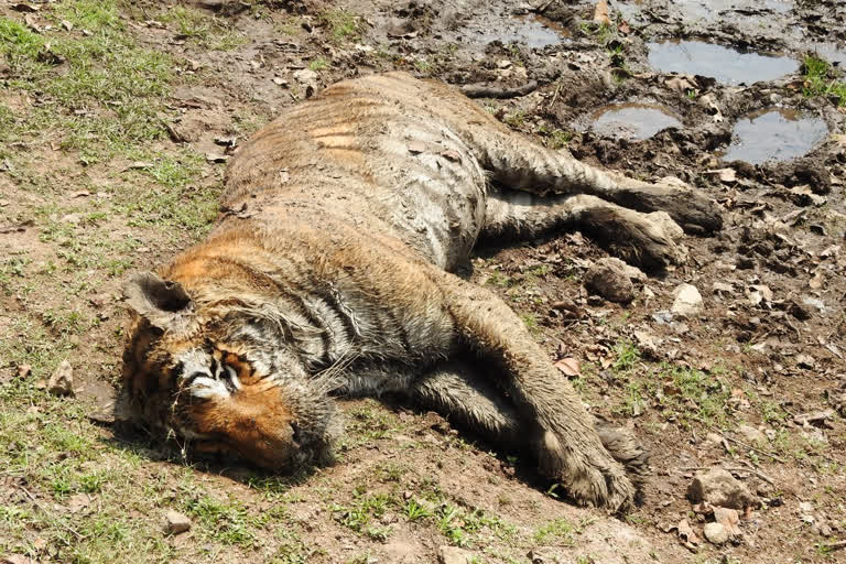 Tigress died in tiger reserve